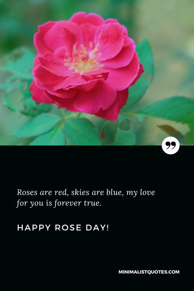 Happy Rose Day Wishes: Roses are red, skies are blue, my love for you is forever true. Happy Rose Day!