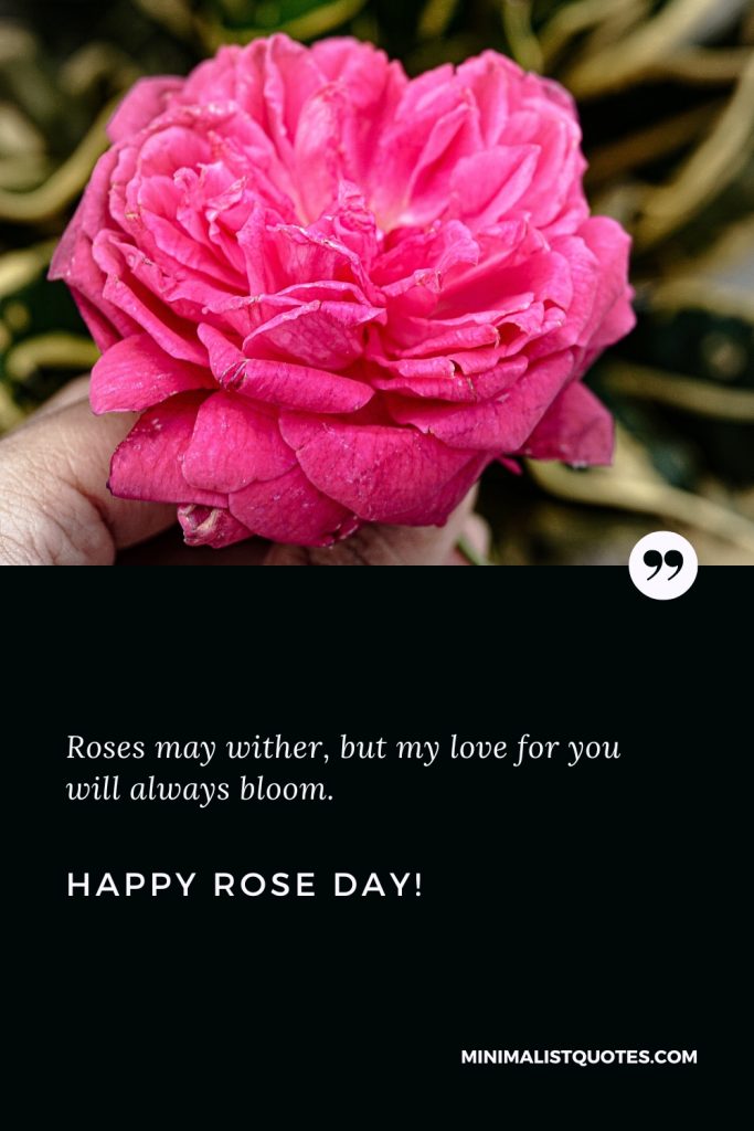 Happy Rose Day Wishes: Roses may wither, but my love for you will always bloom. Happy Rose Day!